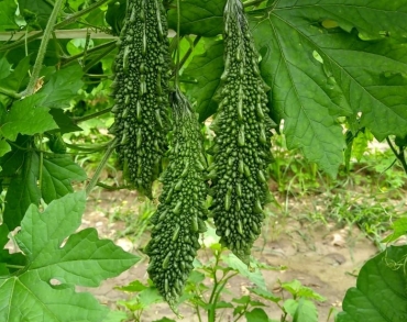 Bittergourd