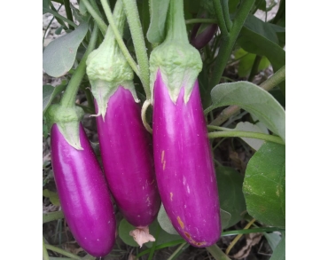 Brinjal