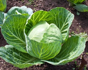 Cabbage