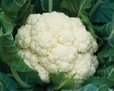 Cauliflower