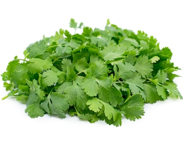 Coriander