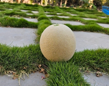 Muskmelon