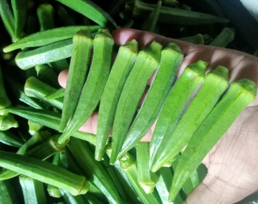 Okra