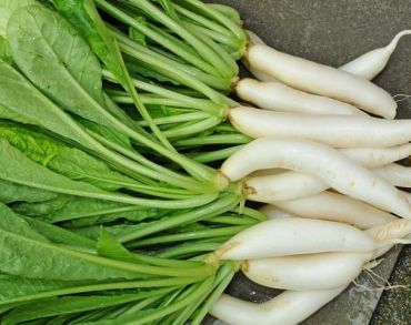 Radish
