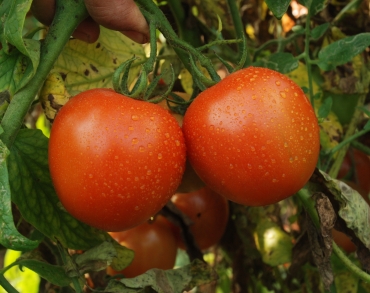 Tomato