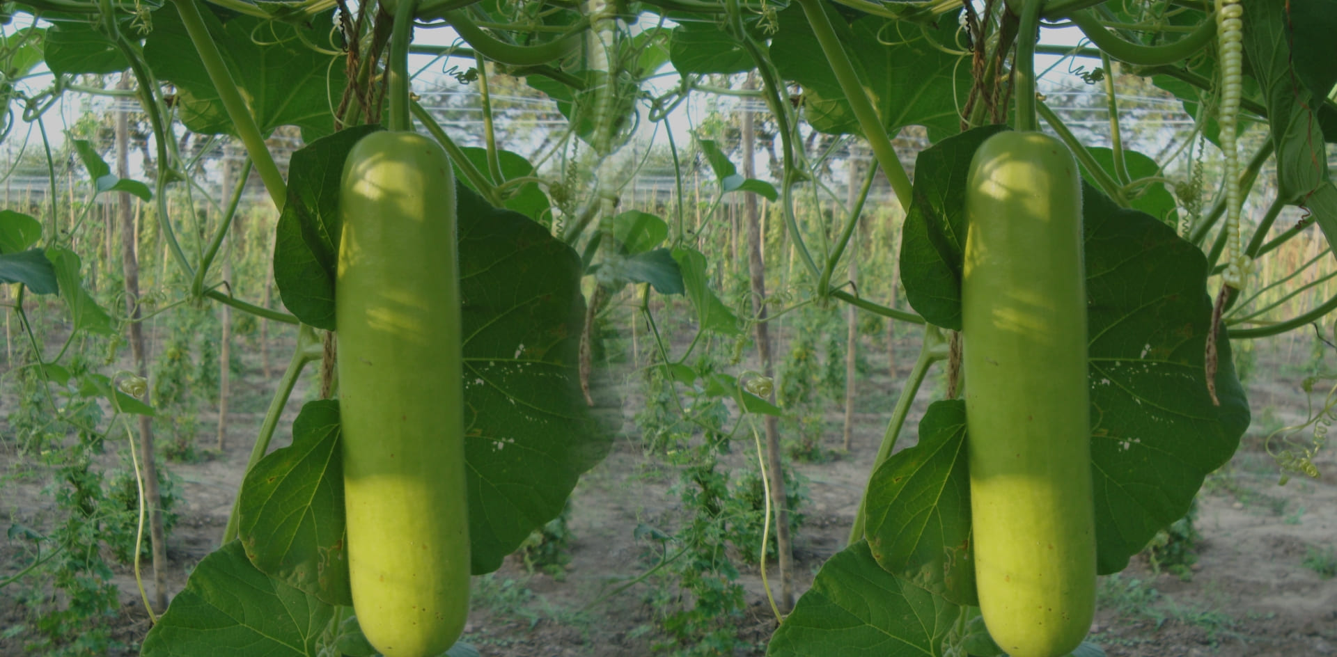Bottle Gourd