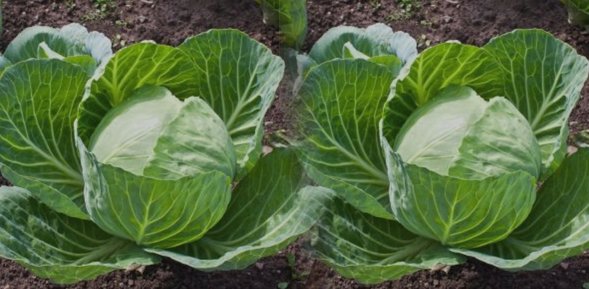 Cabbage